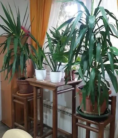 Mandarina Lux * Belgrade